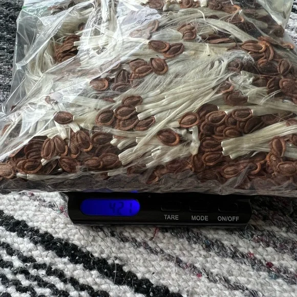 Common Milkweed seeds and floss! Wild milkweed from Mid west 1/4 pound - Picture 2 of 2